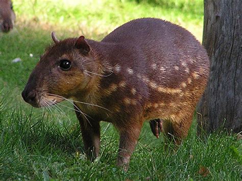 Paca .